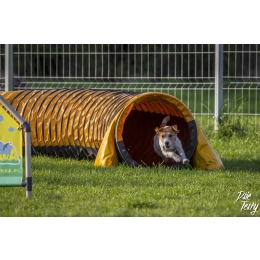 Psie sporty - czyli jak aktywnie spędzać czas z psem?