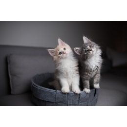 Koronawirus SARS-CoV-2 – czy światowa epidemia dotyczy kotów?