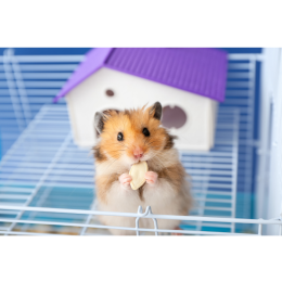 Adopcja chomika krok po kroku