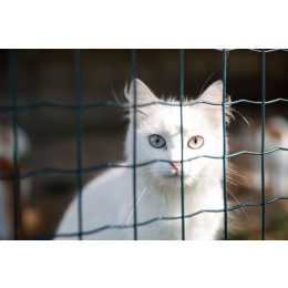 Jak wyglądają kocie adopcje?