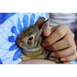 Adopcja królika – wszystko co powinieneś wiedzieć przed podjęciem decyzji