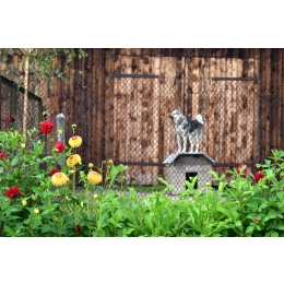 Nie kupuj, adoptuj – adopcja psa w praktyce. Jak wygląda adopcja psa ze schroniska?