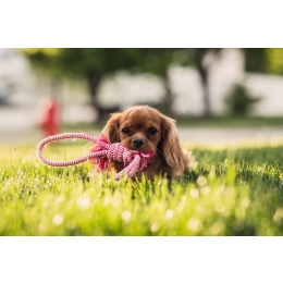 Opieka nad szczeniakiem – kilka przydatnych wskazówek