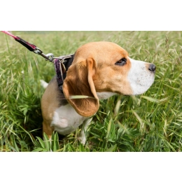 Co na kleszcze i pchły dla psa? Zabezpiecz pupila dzięki obroży leczniczej Foresto