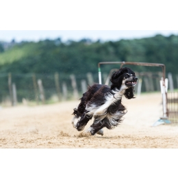 Chart afgański – najważniejsze informacje o rasie