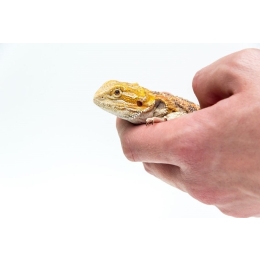 Agama brodata – jaszczurka z Australii