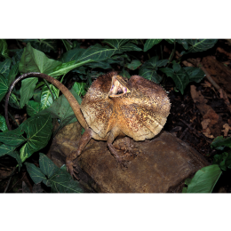 Agama kołnierzasta - najważniejsze informacje o gatunku