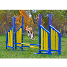 Praktyczne rady o agility dla psów