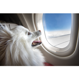 Wystartowała pierwsza linia lotnicza dla psów – poznaj Bark Air!