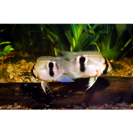 Akara z Maroni (Cleithracara maronii) - najważniejsze informacje o gatunku