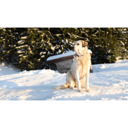 Akbash dog, czyli wierny strażnik i łagodny kompan - Encyklopedia psów