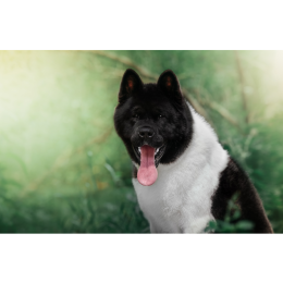 Akita amerykańska - Encyklopedia ras psów