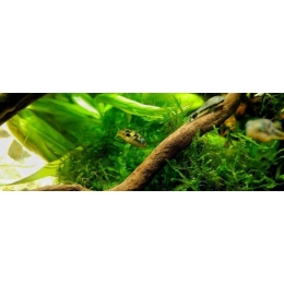 Akwarium holenderskie, czyli podwodny świat roślin