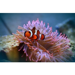 Akwarium słonowodne – jak je założyć?