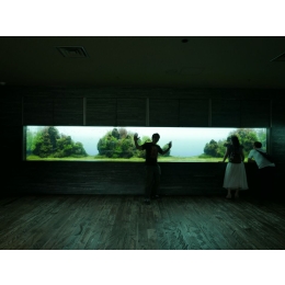 Akwarium ścienne, czy możesz mieć takie w domu?