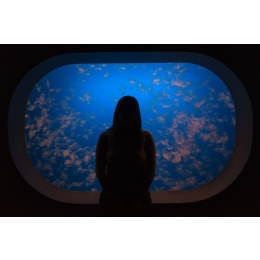 Akwarium na wymiar - na co zwrócić uwagę podczas zamawiania akwarium?