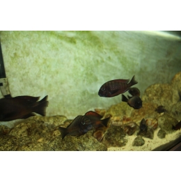 Rodzaje glonów w akwarium. Poznaj skuteczne metody ich usuwania