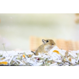 Myszoskoczek – informacje, potrzeby i hodowla