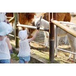 Alpakoterapia, czyli lecznicza moc alpak