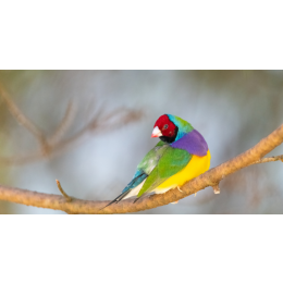 Amadyna wspaniała (Chloebia gouldiae) - wielobarwny ptak