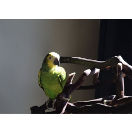 Papuga amazonka – jaki ma charakter i jak o nią dbać?