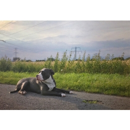 American Bully – najważniejsze informacje o rasie