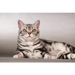 Kot amerykański krótkowłosy - Encyklopedia ras kotów