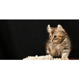 Amerykański curl - encyklopedia ras kotów