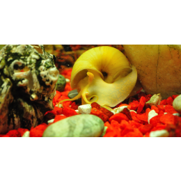 Ślimak ampularia - najważniejsze informacje