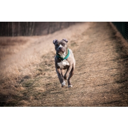 Bezpieczny pies po zmroku