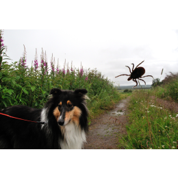 Anaplazmoza u psów - objawy, leczenie, rokowania