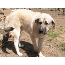 Anatolian (Anatolian shepherd) – Encyklopedia psów