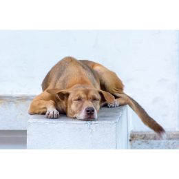 Niedokrwistość (anemia) u psa