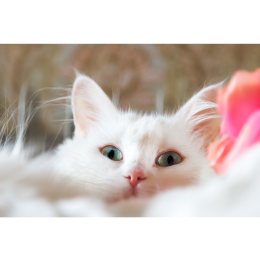 Angora turecka – najważniejsze informacje o rasie