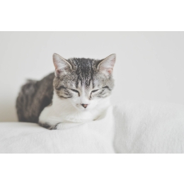 Cukrzyca u kota - przyczyny, objawy i leczenie