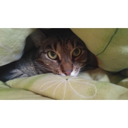 Jak sprawić by kot spał w nocy? Geneza problemu