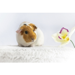 Czym i jak karmić świnkę morską? Jakich błędów unikać?