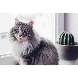 Kot sam w domu. Jak przygotować kota na wyjazd lub na dłuższą nieobecność opiekunów?