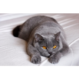 Czym różni się kastracja od sterylizacji? Wyjaśniamy różnicę między kastracją a sterylizacją