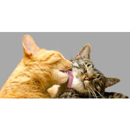 Antykoncepcja u psów i kotów - jakie metody są dostępne?