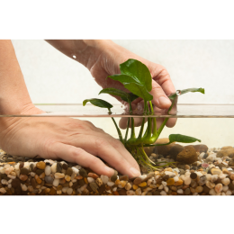 Roślina anubias w akwarium