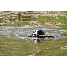 Nauka aportowania - czy każdy pies może aportować?