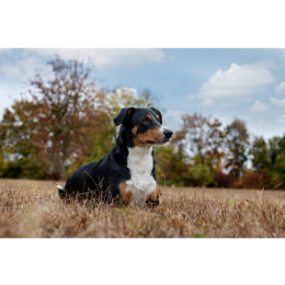 Appenzeller - najważniejsze informacje o rasie. Encyklopedia psów