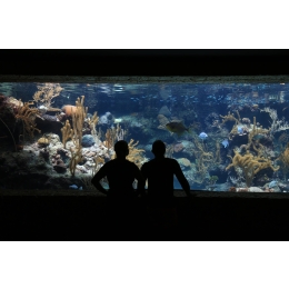 Aranżacja akwarium – w jakim stylu urządzić domowy zbiornik wodny?