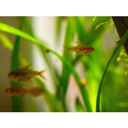 Ospa rybia – przyczyny, objawy, sposoby leczenia