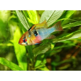 Jakie ryby do pierwszego akwarium?