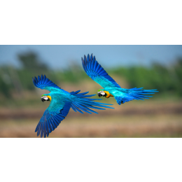 Ara modra - papuga, która wyginęła?