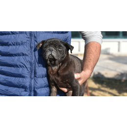 Astma u psów - objawy, przyczyny i zapobieganie rozwojowi choroby