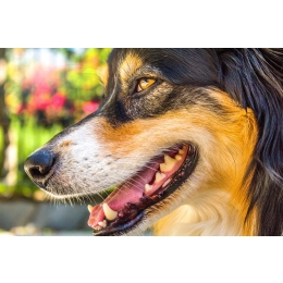 Kaganiec dla psa - jaki wybrać na czas upałów?