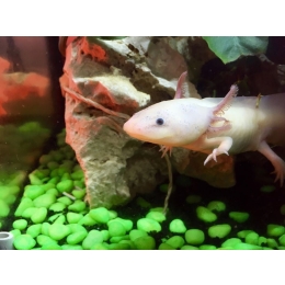 Aksolotl (ambystoma meksykańska) - najważniejsze informacje o gatunku